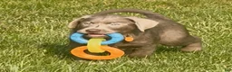 Labrador Retriever dogs for sale: Labrador Retriever 1 - Ad 18