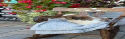 Shih Tzu dogs for sale: Shyla - Ad 4