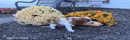 Welsh Springer Spaniel dogs for sale: Lassie - Ad 3