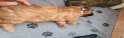 Shihpoo dogs for sale: Shihpoo Puppy 2 - Ad 4