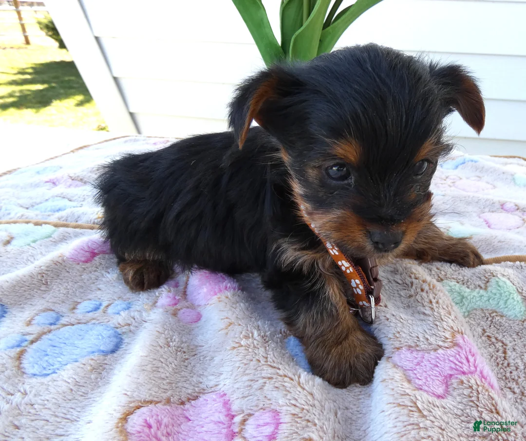 Yorkshire Terrier dogs for sale: Yorkshire Terrier Puppy 2 Toby - Ad 2