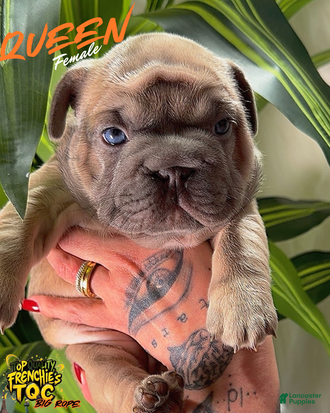 French Bulldog dogs QUEEN - Ad 14