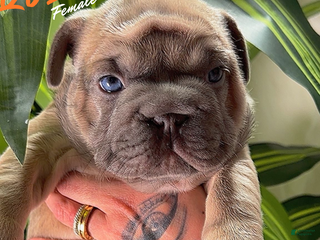 French Bulldog dogs QUEEN - Ad 12