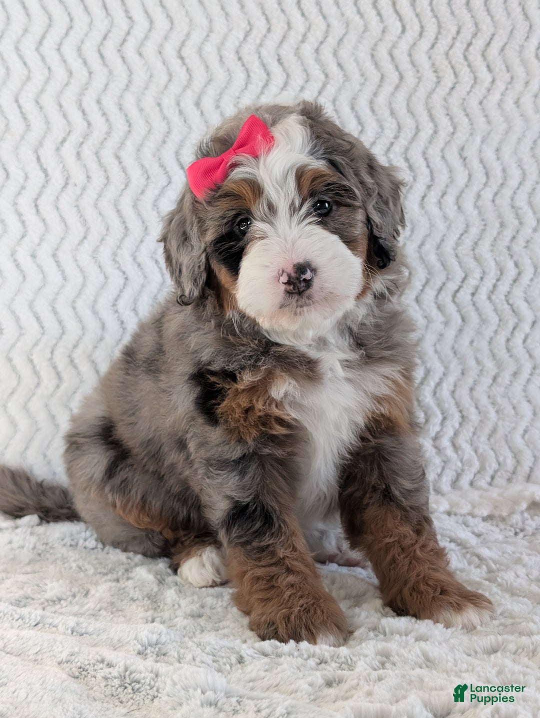 Mini Bernedoodle dogs for sale: Mini Sadie  - Ad 1