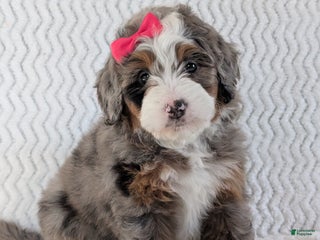 Mini Bernedoodle dogs Mini Sadie - Ad 30