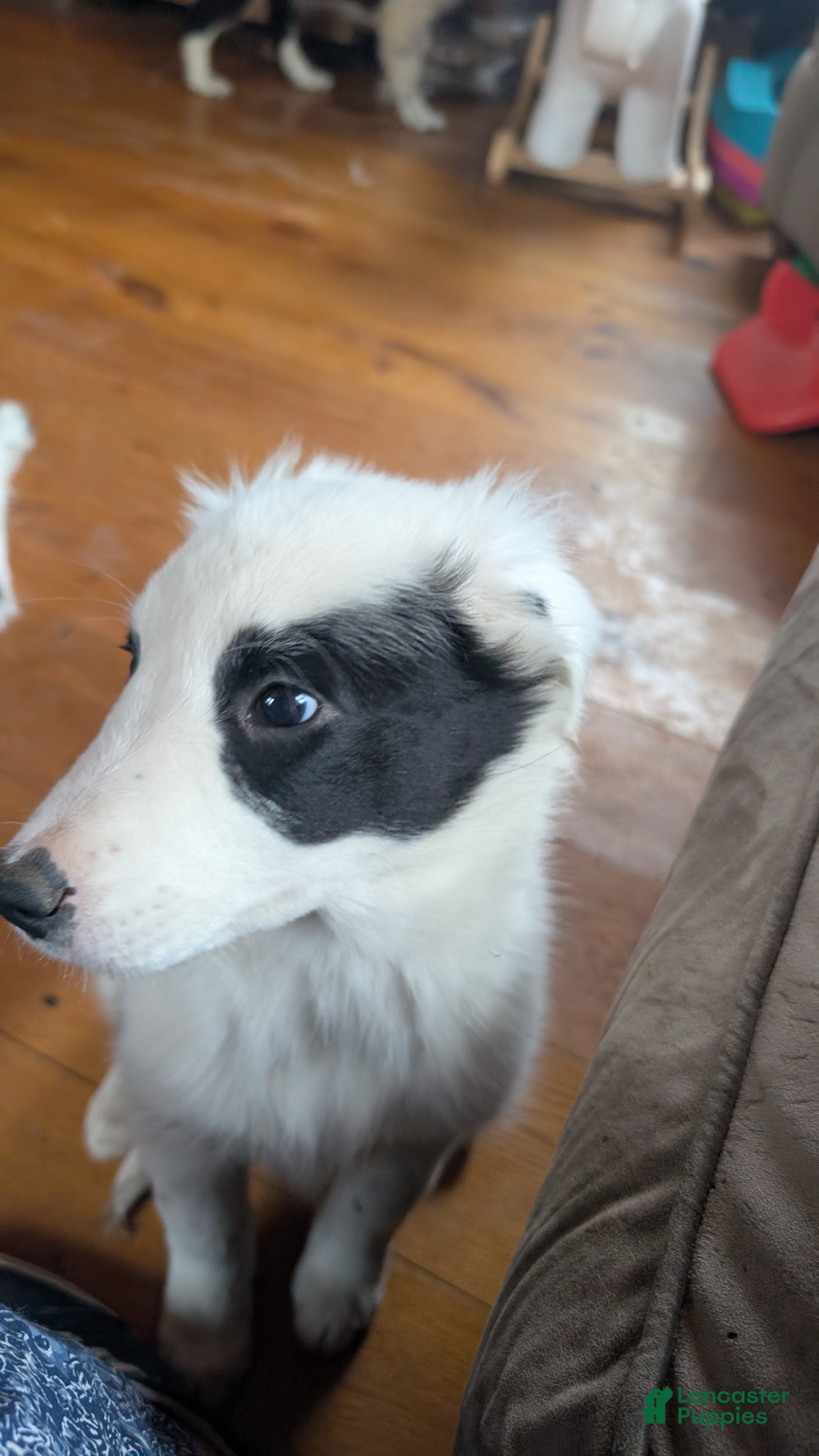 Mixed Breed dogs Nash - Ad 2