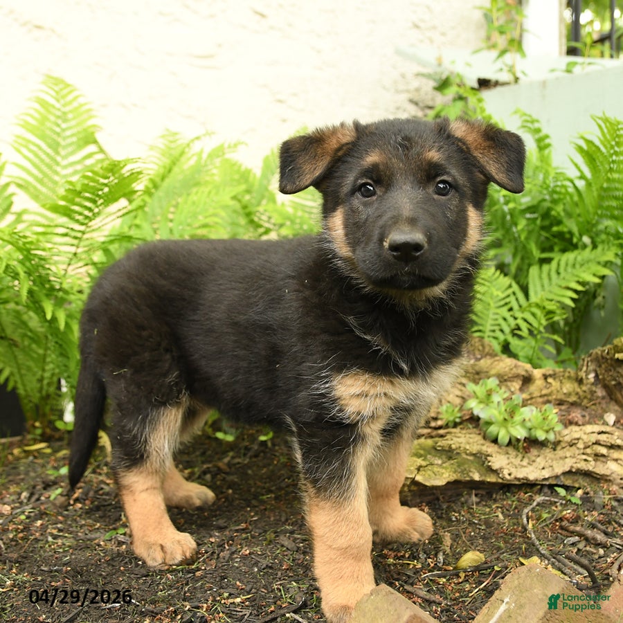 German Shepherd dogs for sale: Gretta - Ad 2
