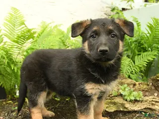 German Shepherd dogs for sale: Gretta - Ad 2