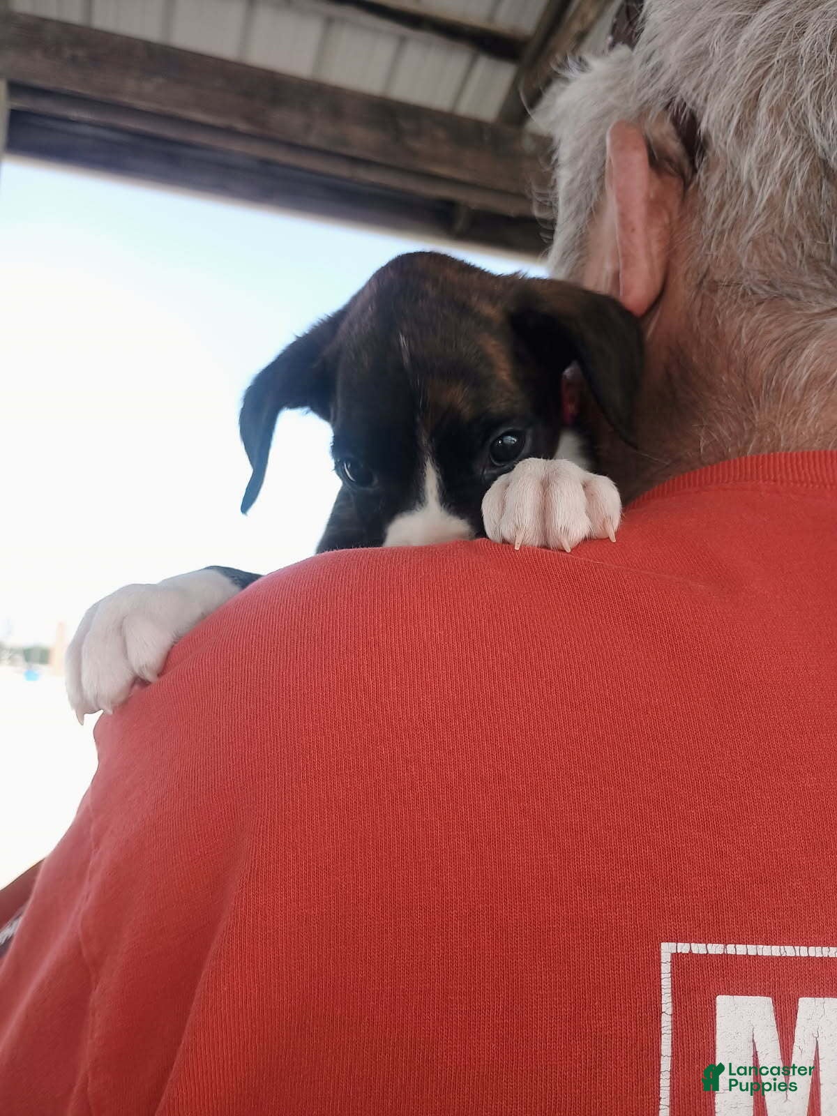 Boxer dogs Ms Lollipop - Ad 2