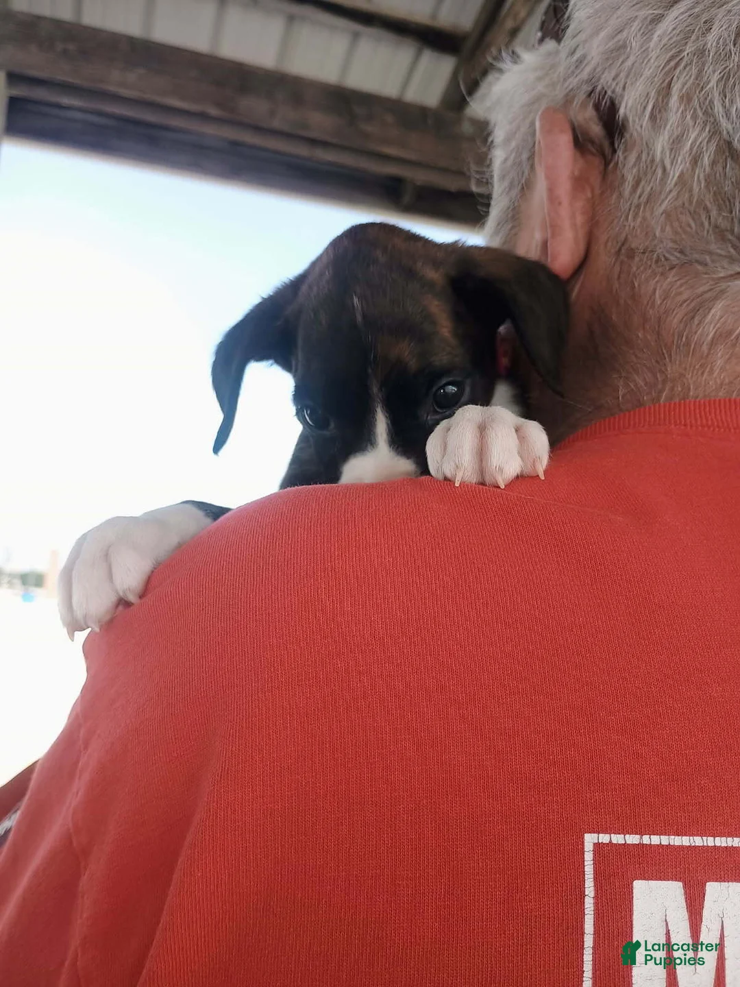 Boxer dogs for sale: Ms Lollipop - Ad 2