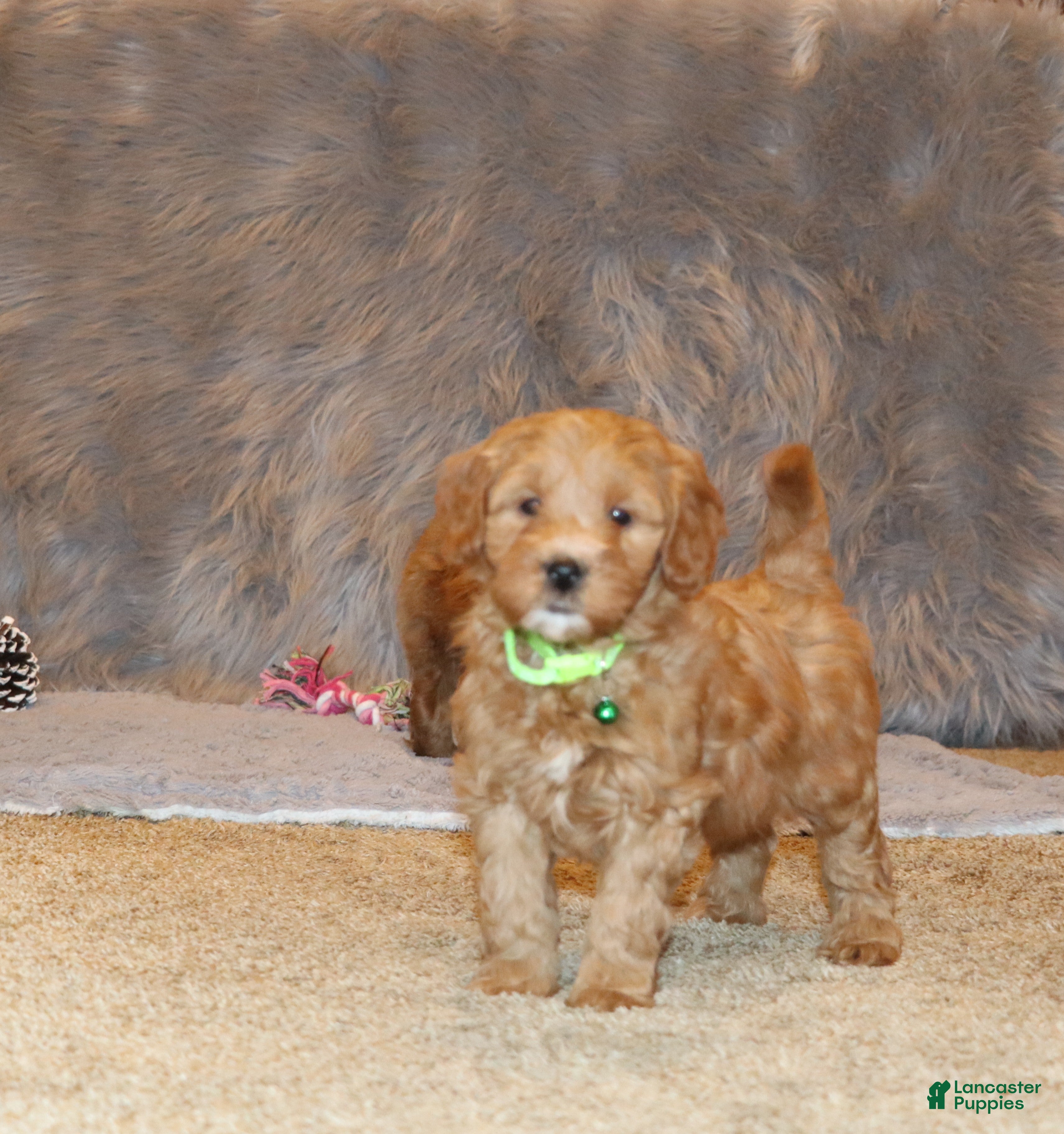 Mini Goldendoodle dogs Whiskers 🌷 Genetic Clear Parents - Ad 1