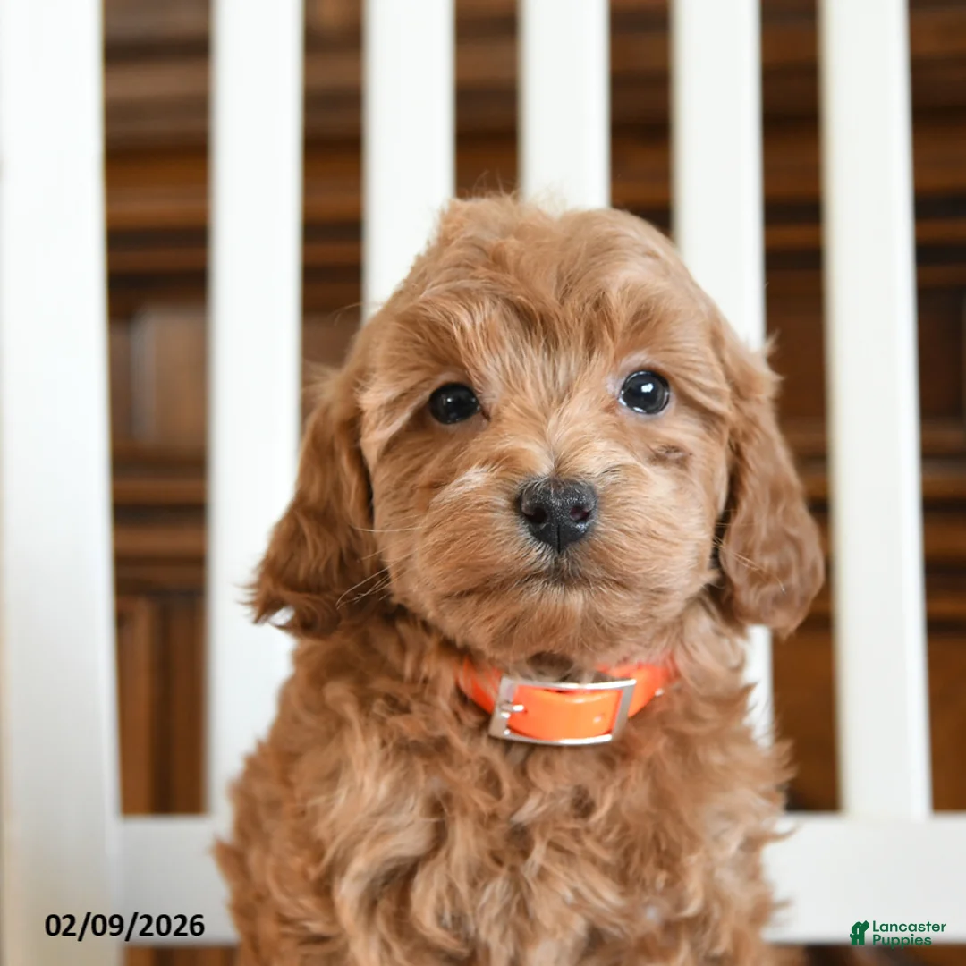 Maltipoo dogs for sale: Nekoda - Ad 4