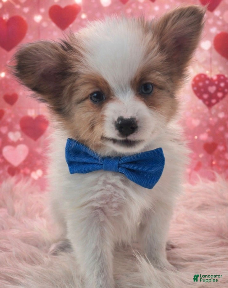 Papillon dogs Purple Boy(Sam) - Ad 24