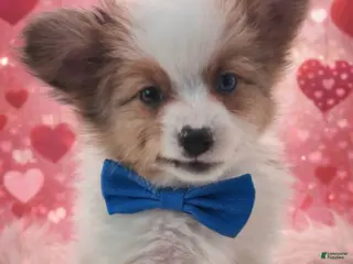 Papillon dogs Purple Boy(Sam) - Ad 24