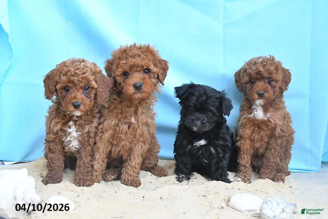 Yorkiepoo dogs for sale: Cacey - Ad 3
