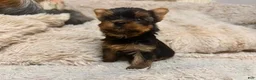 Yorkshire Terrier dogs for sale: Eli - Ad 17