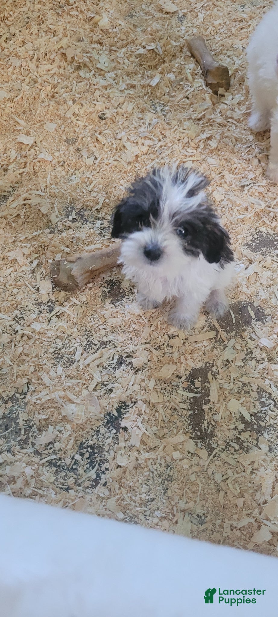 Schnoodle dogs Schnoodle Puppy 1 - Ad 1