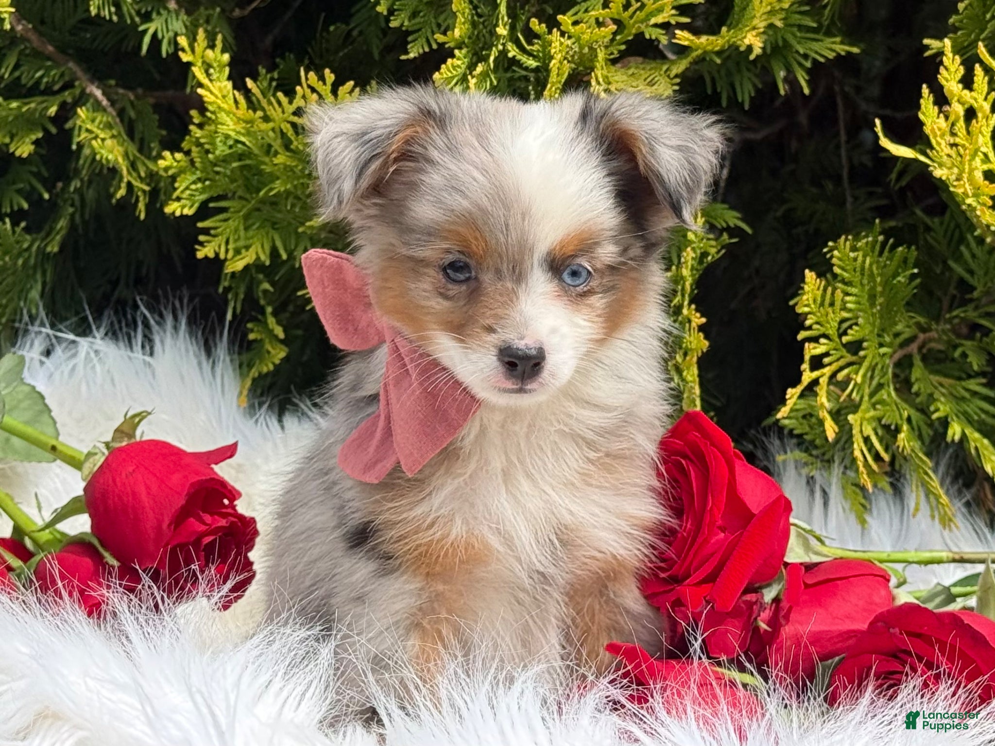 Toy Australian Shepherd dogs Tiny - Ad 2