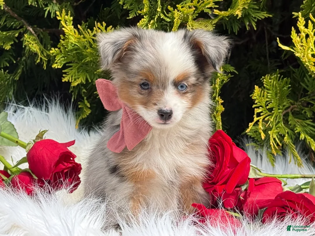 Toy Australian Shepherd dogs for sale: Tiny - Ad 2