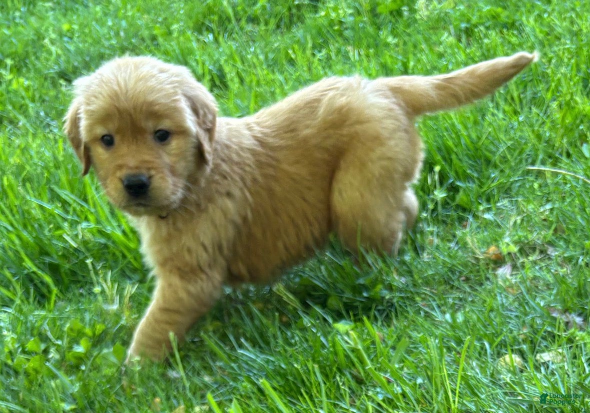 Golden Retriever dogs Golden Retriever Puppy 8 - Ad 1
