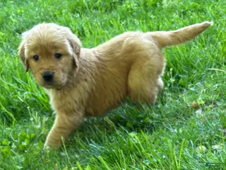Golden Retriever dogs for sale: Golden Retriever Puppy 8 - Ad 4