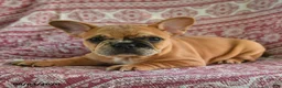 French Bulldog dogs for sale: Molly - Ad 3