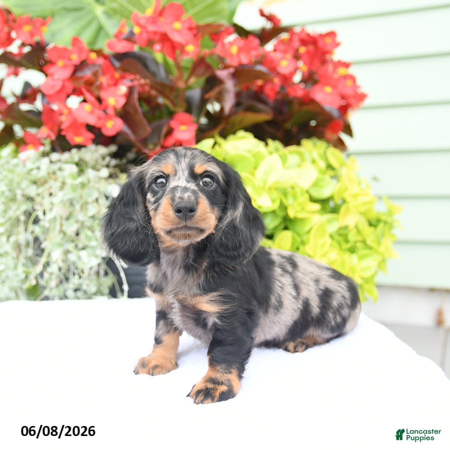 Miniature Dachshund dogs Orbit - Ad 1