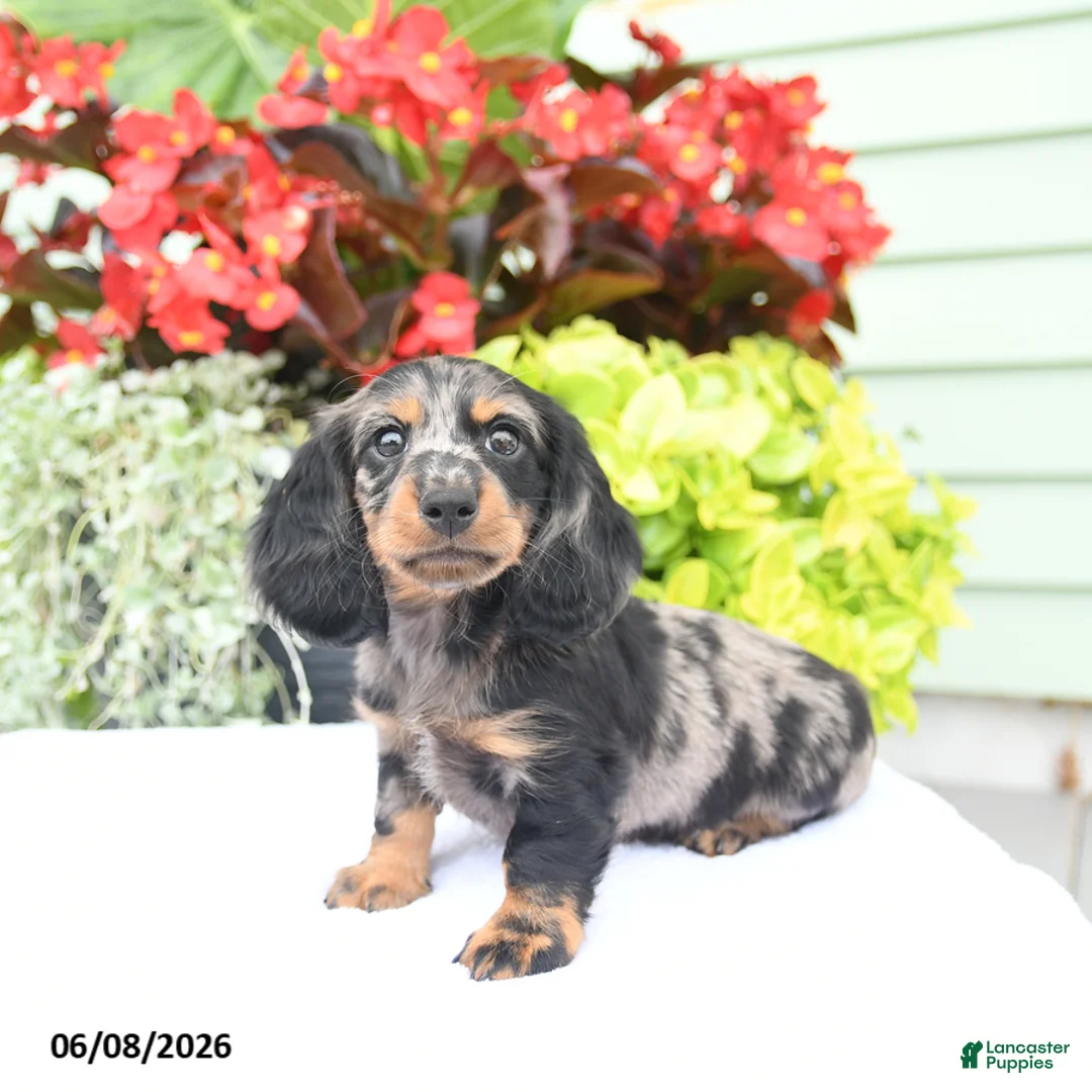 Miniature Dachshund dogs for sale: Orbit - Ad 1