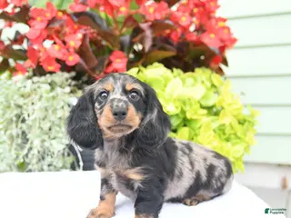 Miniature Dachshund dogs for sale: Orbit - Ad 1