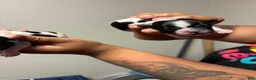 Shih Tzu dogs for sale: Shih Tzu Puppy 5 - Ad 3