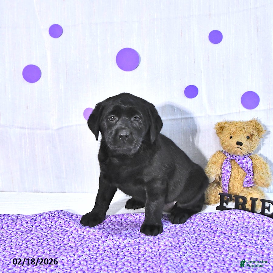 Labrador Retriever dogs Prunella - Ad 1