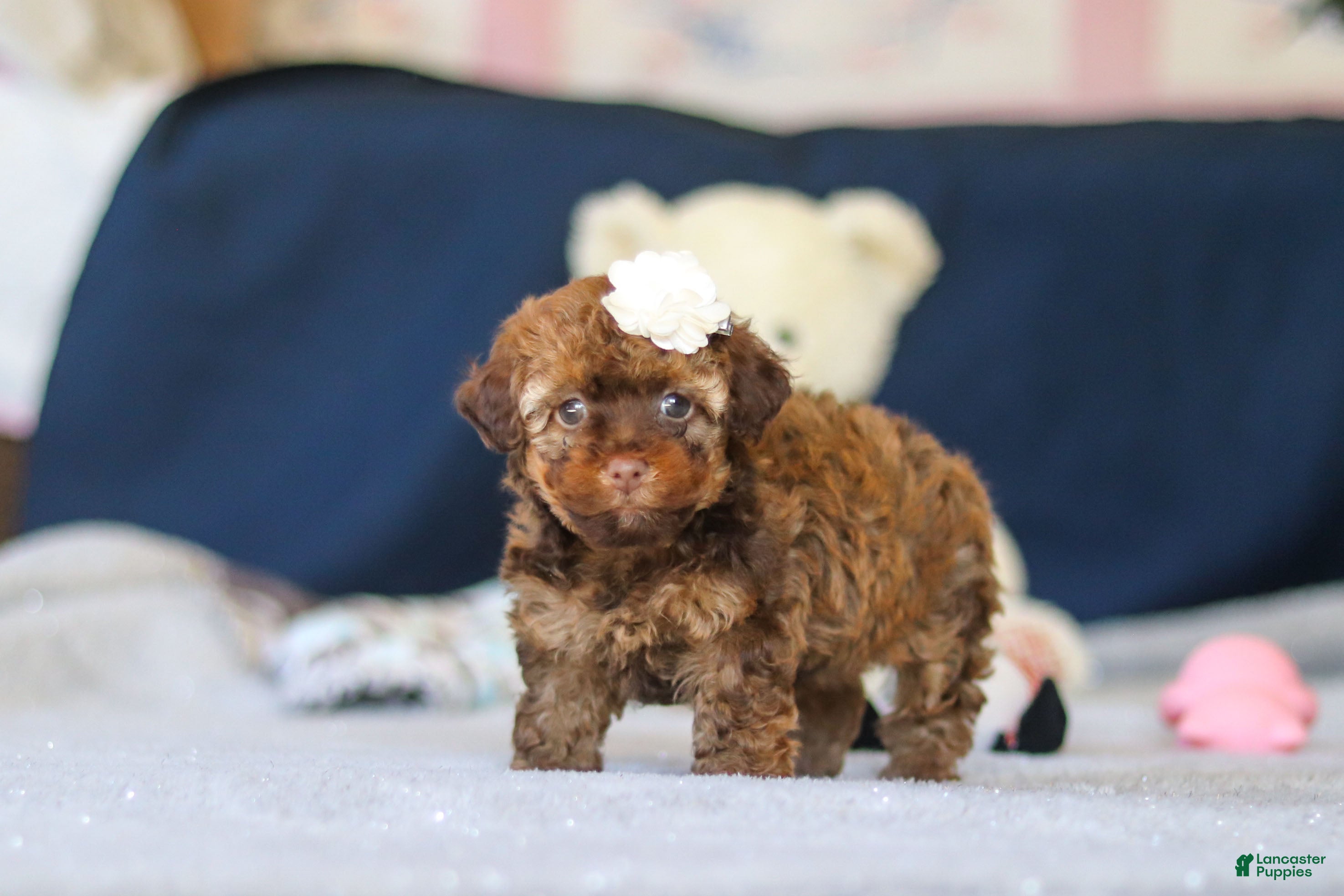 Toy Poodle dogs Briana - Ad 1