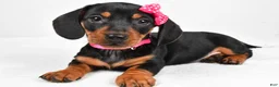 Miniature Dachshund dogs for sale: Tessa - Ad 2