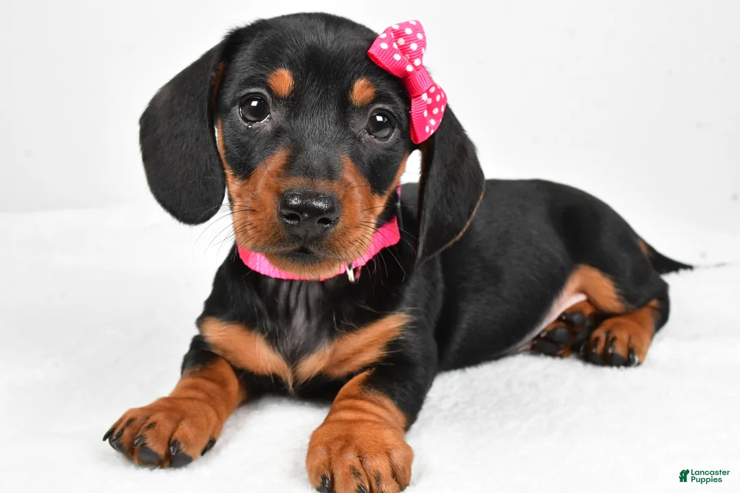 Miniature Dachshund dogs for sale: Tessa - Ad 2