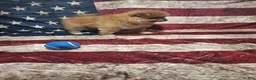 Pomeranian dogs for sale: Whiskey  - Ad 5