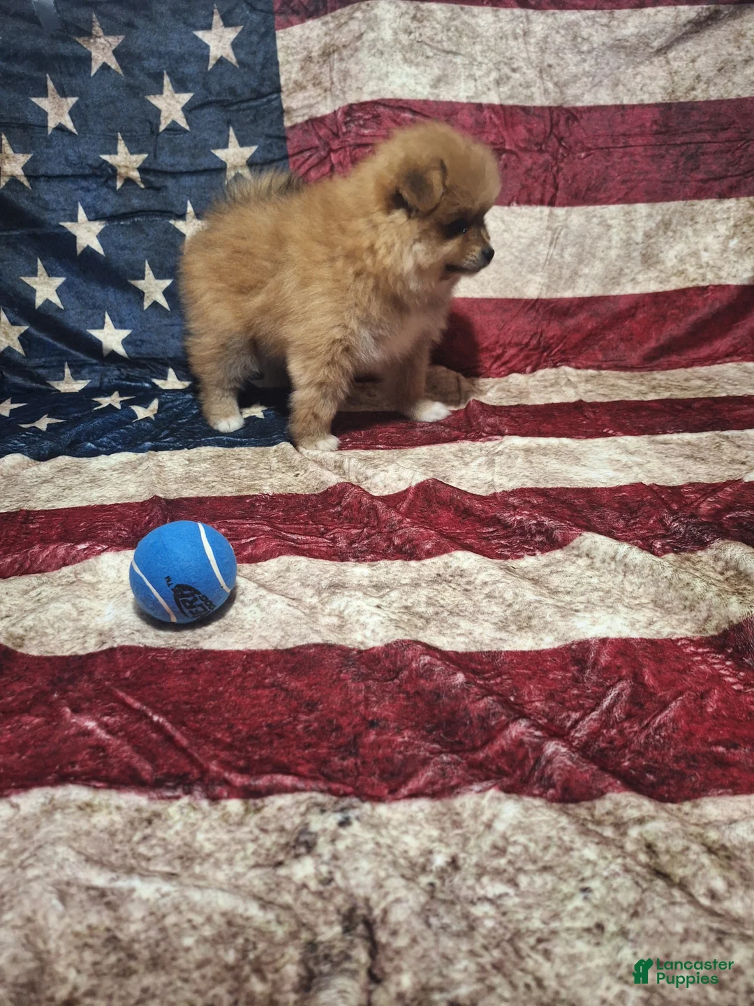 Pomeranian dogs for sale: Whiskey  - Ad 5