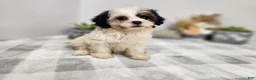 Teddy Bear dogs for sale: Claude - Ad 4