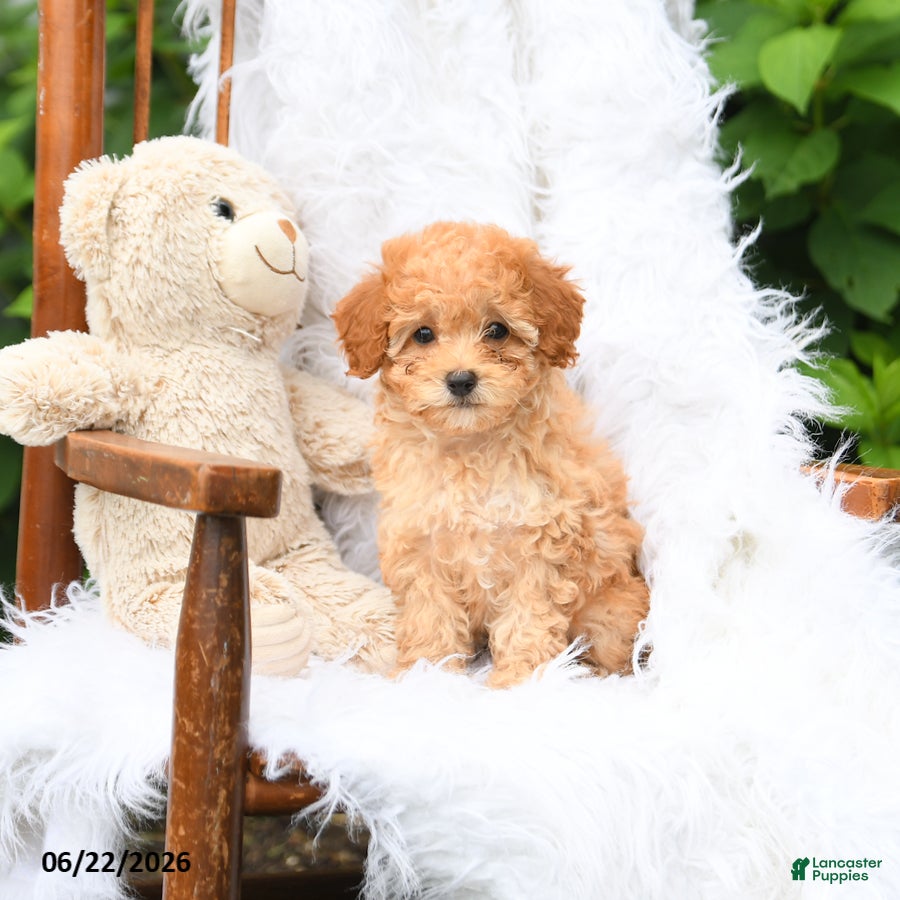 Mini Aussiedoodle dogs Quincy - Ad 1