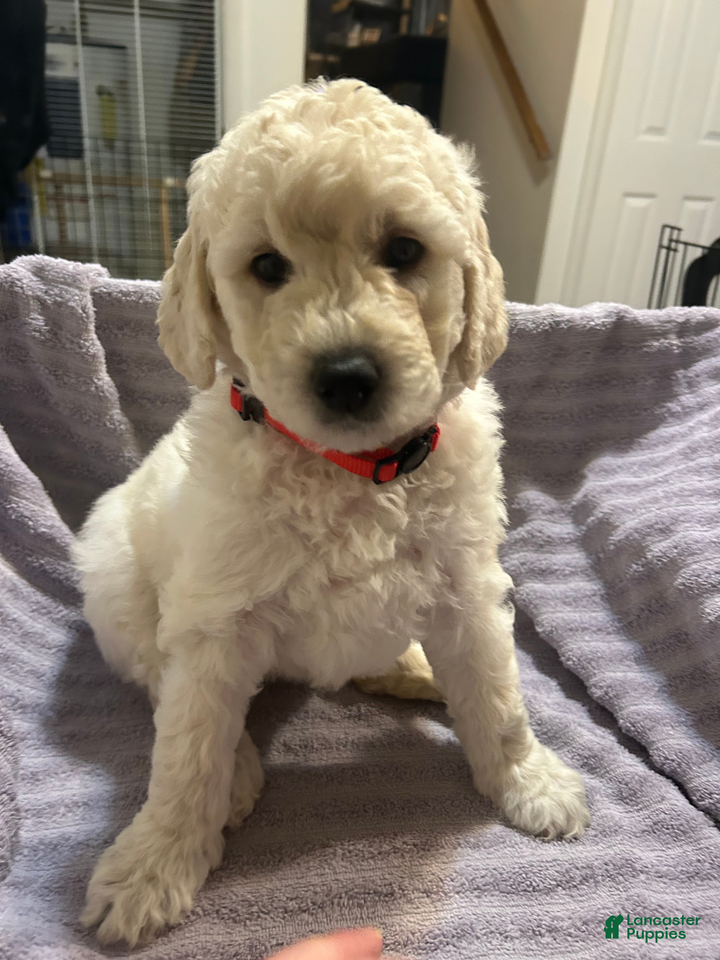 Goldendoodle dogs Poppy Red Female Goldendoodle  - Ad 13