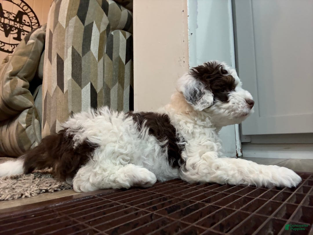 Bernedoodle dogs for sale: Ava - Ad 4