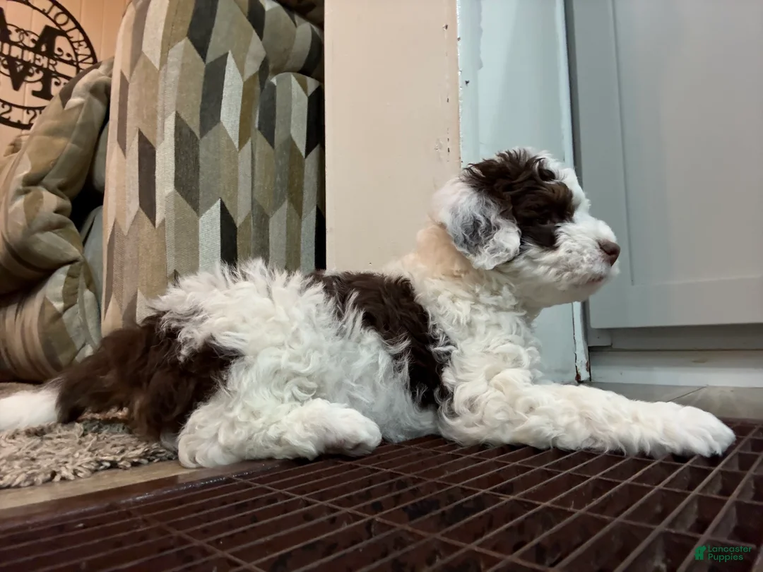 Bernedoodle dogs for sale: Ava - Ad 4