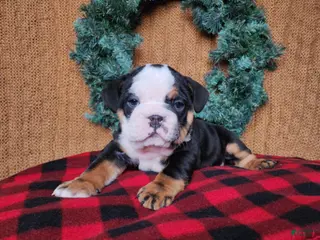 English Bulldog dogs Easton - Ad 38