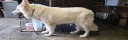 German Shepherd dogs for sale: German Shepherd 2  - Ad 4
