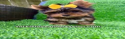 Yorkshire Terrier dogs for sale: Small traditional female  - Ad 3