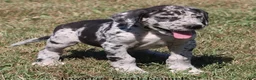 Great Dane dogs for sale: Samson - Ad 6