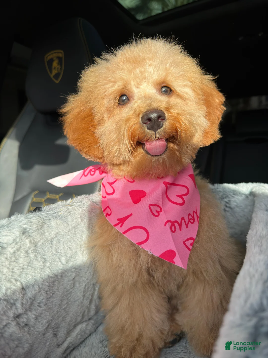 Maltipoo dogs for sale: Ayla - Ad 3