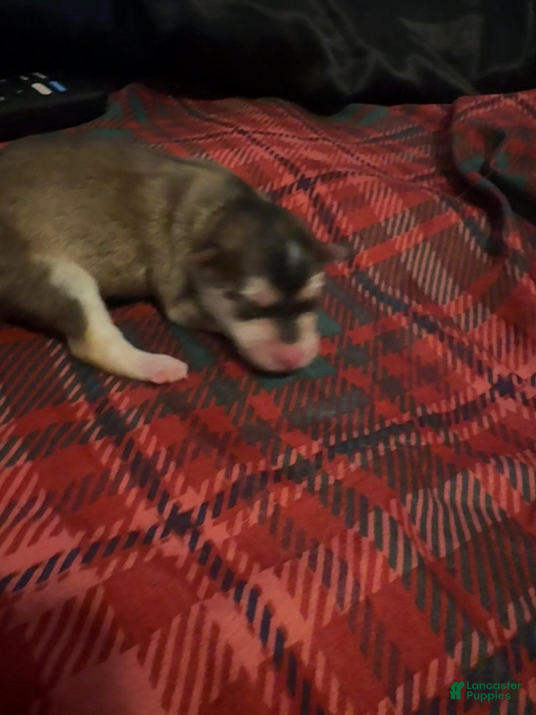 Mixed Breed dogs for sale: Twinkle  - Ad 4