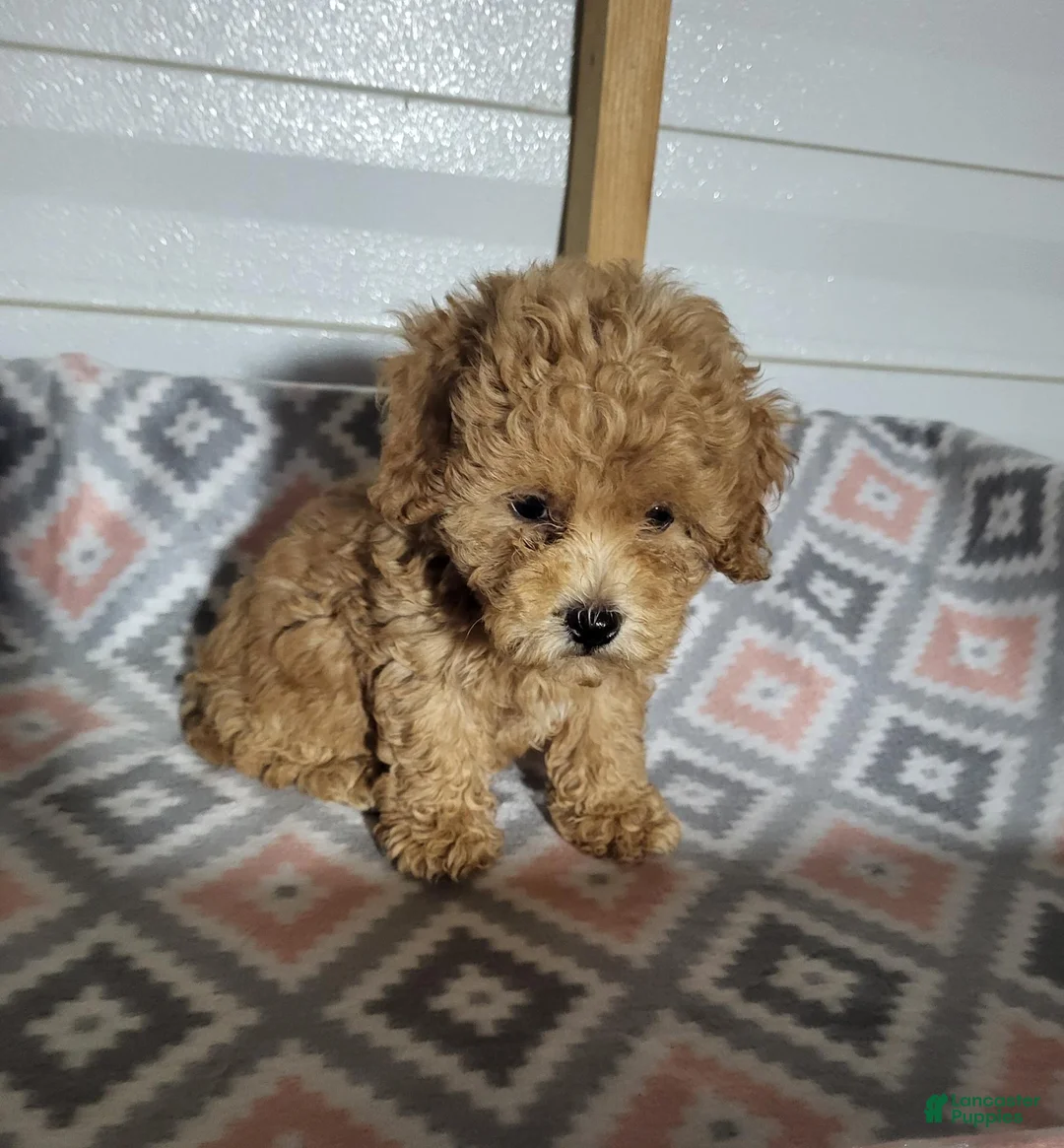 Toy Poodle dogs for sale: Sophie - Ad 1