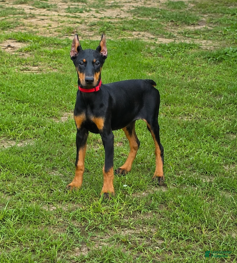 Doberman Pinscher dogs Tempra - Ad 8