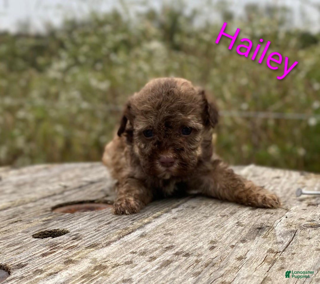 Hava Apso Puppy Havanese And Lhasa Apso Mix Havapoo Puppies For